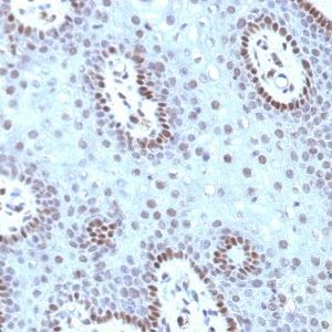 Monoclonal anti c Myc (MYC909)