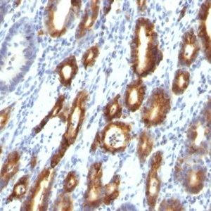 Monoclonal anti Mucin 6 (MUC6) (MUC6/916)