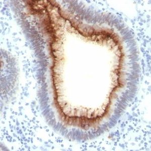 Monoclonal anti CD66 (CEA) (C66/1009)