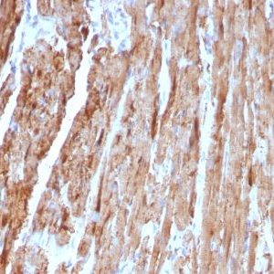 Monoclonal anti Cytochrome C (CYCS/1010)