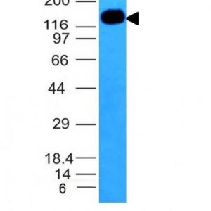 Monoclonal anti CD50 (ICAM 3) (ICAM3/1019)