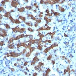 Monoclonal anti Hepatocyte Specific (CPS1/1022)