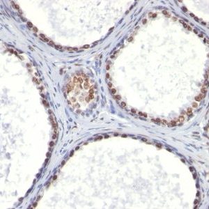 Monoclonal anti CD41a (ITGA2B/1036)