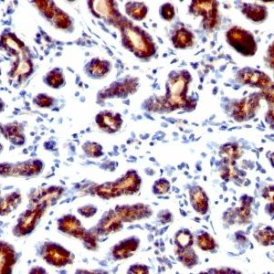 Monoclonal anti pS2 (TFF1/1091)