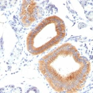 Monoclonal anti CD86 (C86/1146)