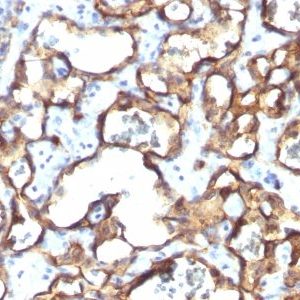Monoclonal anti CD34 (HPCA1/1171)