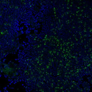 CD3e Monoclonal Mouse Antibody (RIV9)
