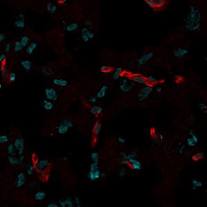 CD31 / PECAM-1 Monoclonal Mouse Antibody (C31.7)