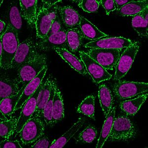 BNC880460 CF488A CD44 156-3C11 RedDot2