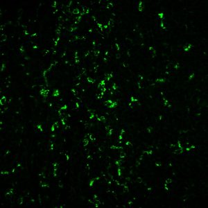 CD68 Monoclonal Mouse Antibody (C68/684 + KP1)