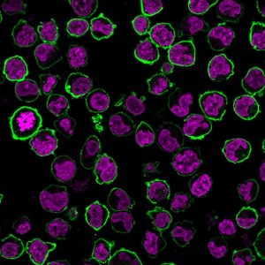 CD43 Monoclonal Mouse Antibody (Bra7G)