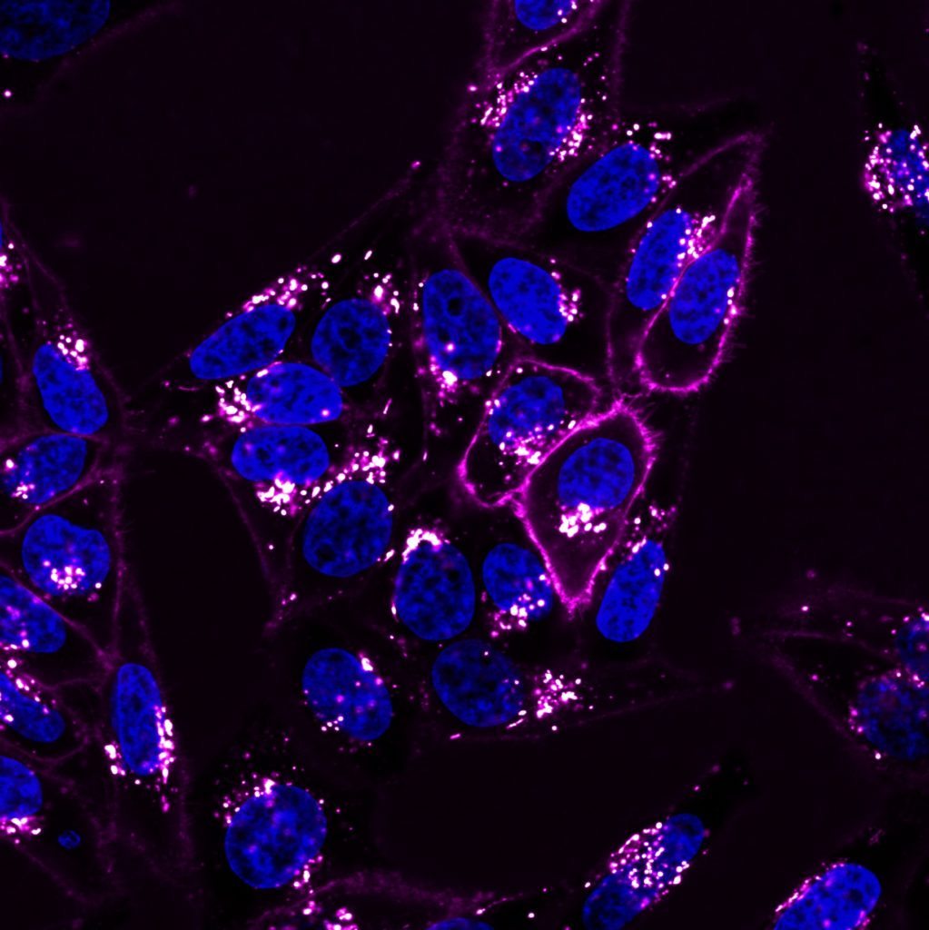 CellBrite® NIR Cytoplasmic Membrane Dyes Biotium