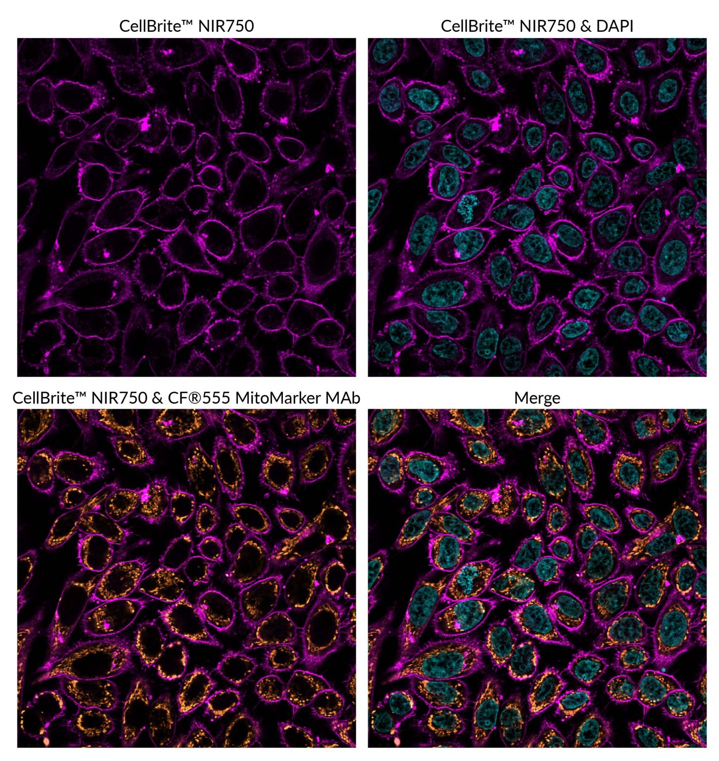 CellBrite® NIR Cytoplasmic Membrane Dyes - Biotium