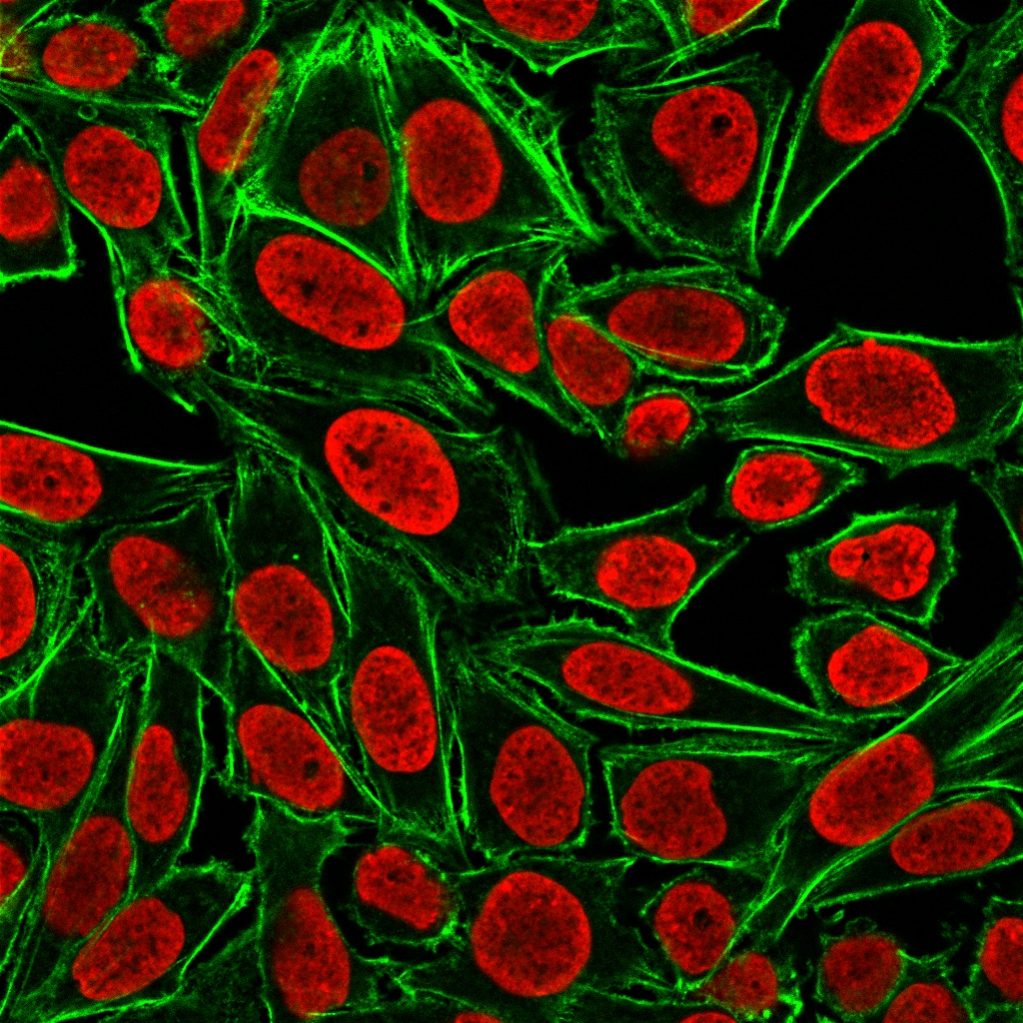 Histone H1 Monoclonal Mouse Antibody (AE-4) - Biotium