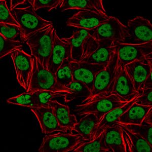 Human Nuclear Antigen Monoclonal Mouse Antibody (235-1)