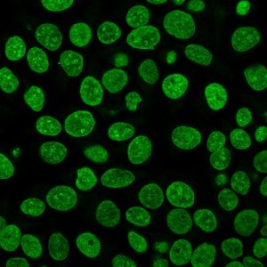 BNUM0957 Histone H1 HH1/957 CF488A Mix-n-Stain