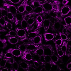 CF647 Mix-n-Stain Pan-CK BNUM0999