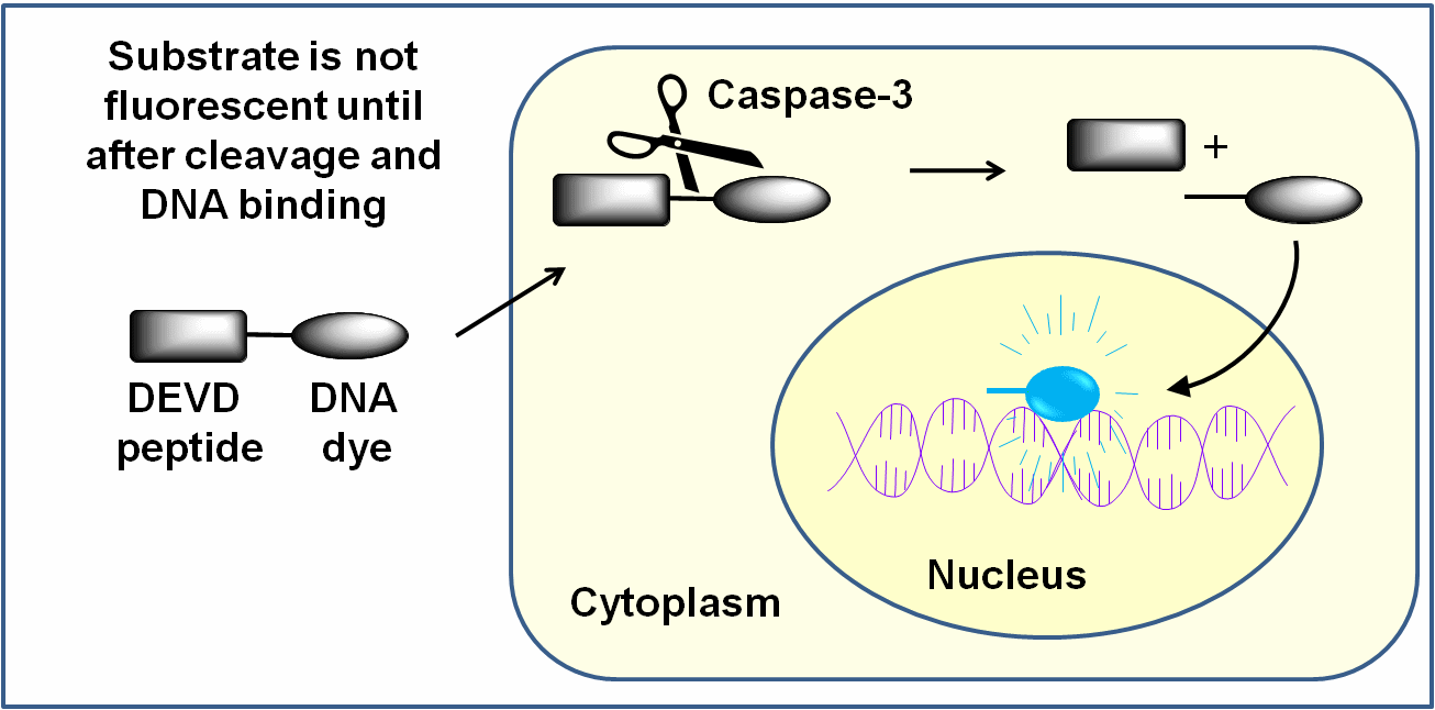 NucView® 405 Caspase-3 Substrate, 1 mM in DMSO | Biotium