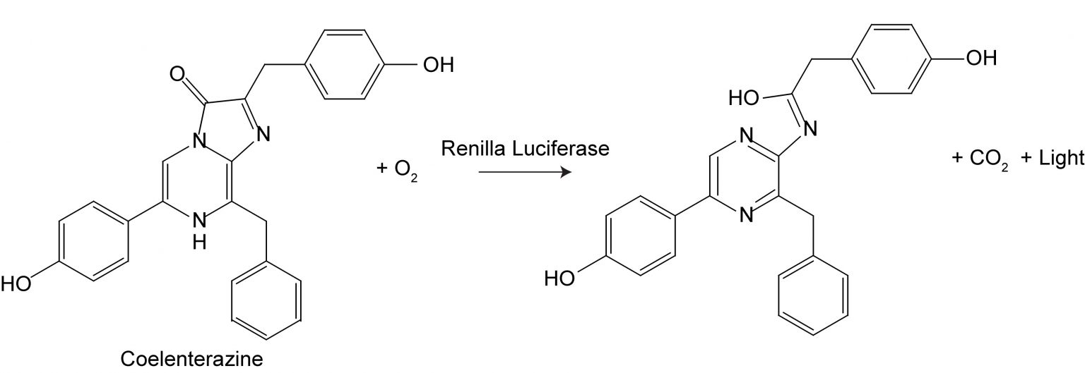 Renilla Luciferase Assay Kit 2.0 - Biotium