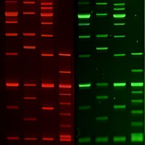 100 bp DNA Ladder in TE Buffer
