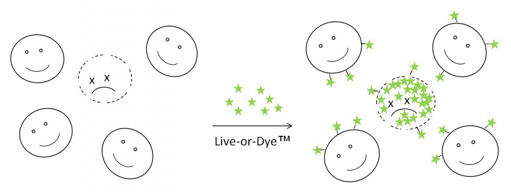 Live-or-Dye fixable viability stains