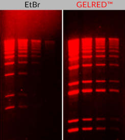 Comparison of ethidium bromide (EtBr) and GelRed