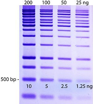 https://biotium.com/wp-content/uploads/2017/02/DNAzure-gel-image-with-labels-300px.jpg