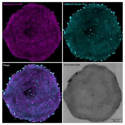 40082-T | NucSpot® Live 650 Nuclear Stain, Trial Size Clinisciences