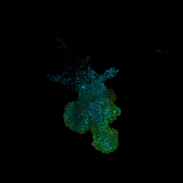 ROROMINページ NucSpot® Live Cell Nuclear Stains - Biotium