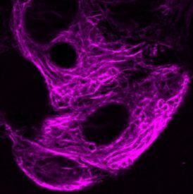 ViaFluor® Live Cell Microtubule Stains - Biotium