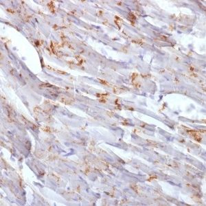 N-Cadherin / Cadherin-2 / CD325 Monoclonal Mouse Antibody (CDH2/1573)