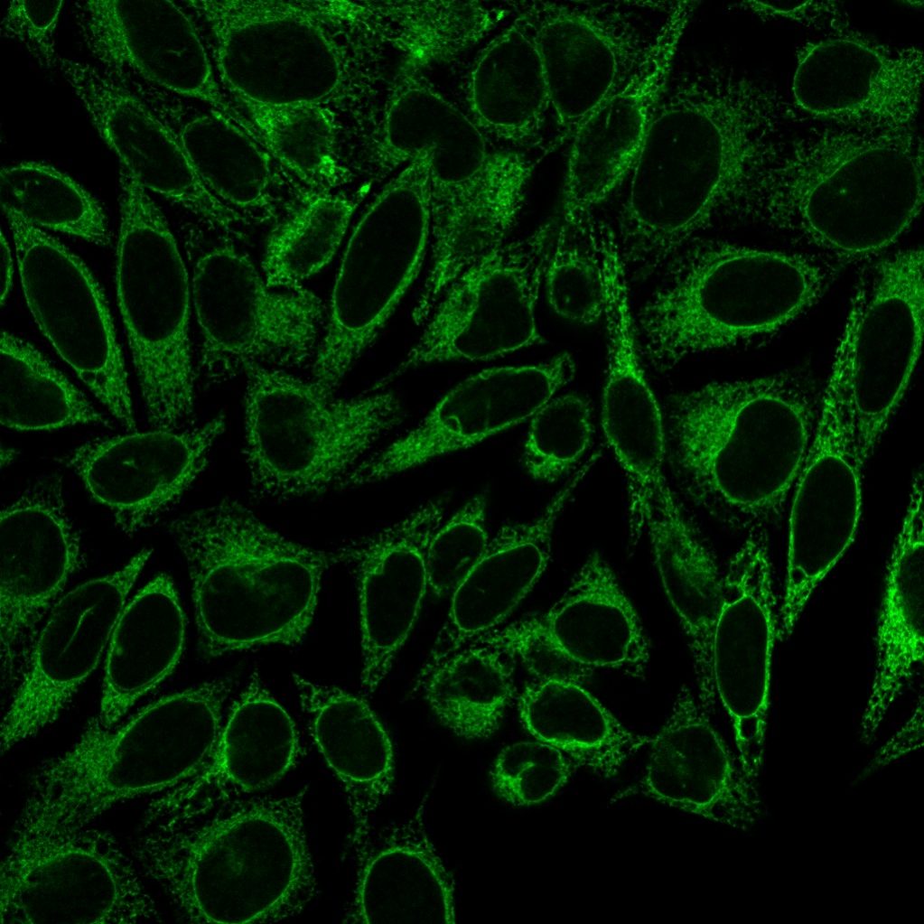 Canx Calnexin Monoclonal Mouse Antibody (CANX/1541) - Biotium
