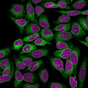 BNC881541 CF488A Calnexin CANX/1541 RedDot2