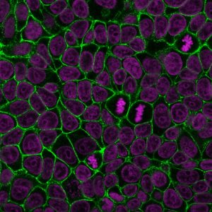 E-Cadherin / CD324 Monoclonal Mouse Antibody (4A2)