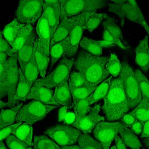 BNC881482 CF488A S100A4/1482