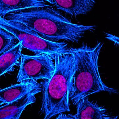 Fluorescent Cell Stains for Organelles & Cellular Structures | Biotium