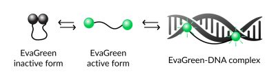 EvaGreen dye binds to dsDNA