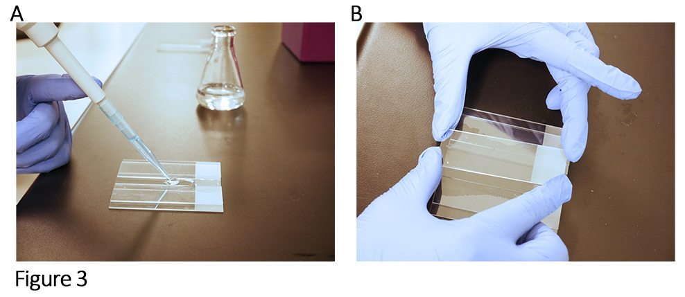 Adding the agarose to the well