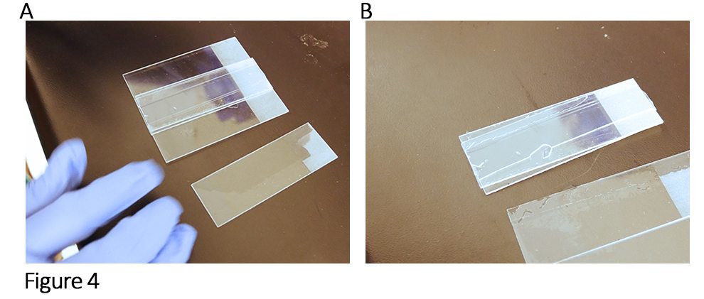 Taking apart the chamber after the agarose has solidified