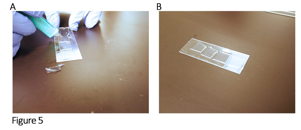 Cutting the agarose into multiple square pads