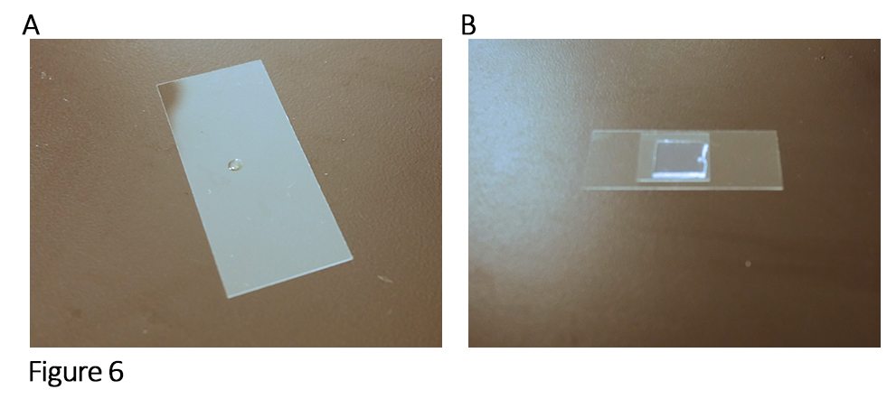 Preparing the imaging chamber with coverslips, agarose pad and bacterial culture