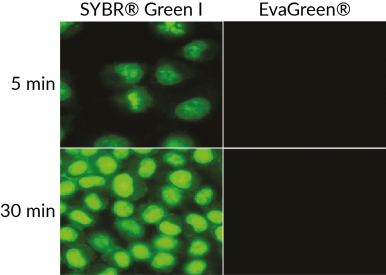 EvaGreen vs. SYBR® Green I