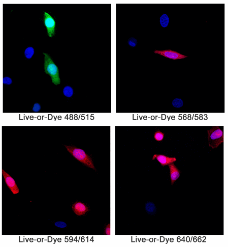 Live-or-Dye™ Fixable Viability Staining Kits - Biotium