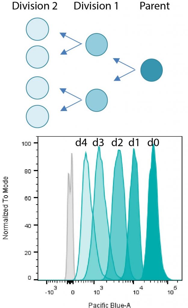 Principal of dye dilution assays for cell proliferation & Cell division tracking in Jurkat cells