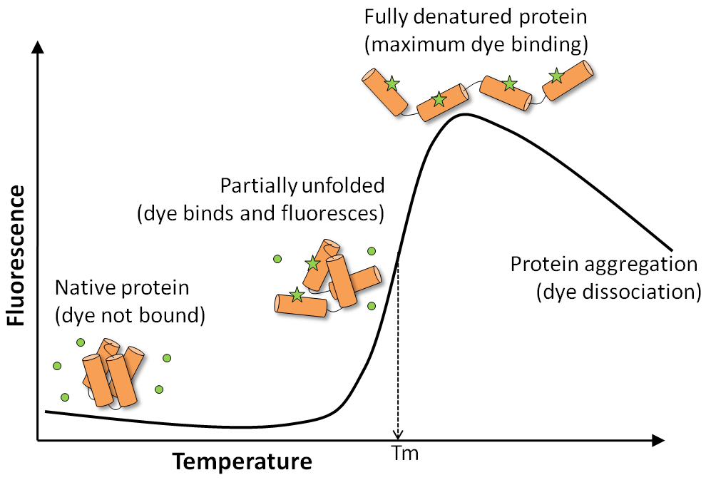 Peacock™ Prestained Protein Marker - Biotium