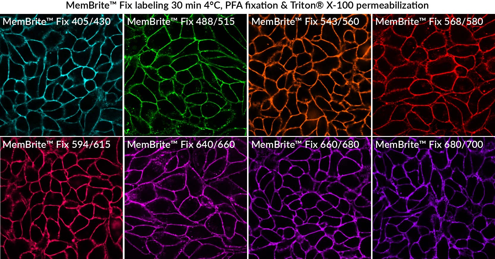 MemBrite™ Fix Cell Surface Staining Kits Biotium