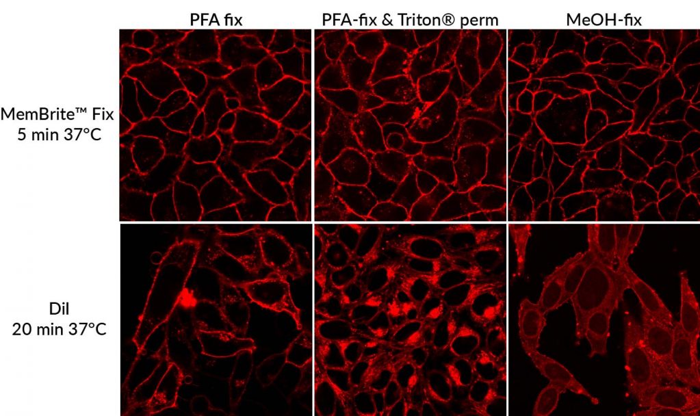 Fluorescent Cell Stains For Organelles And Cellular Structures Biotium