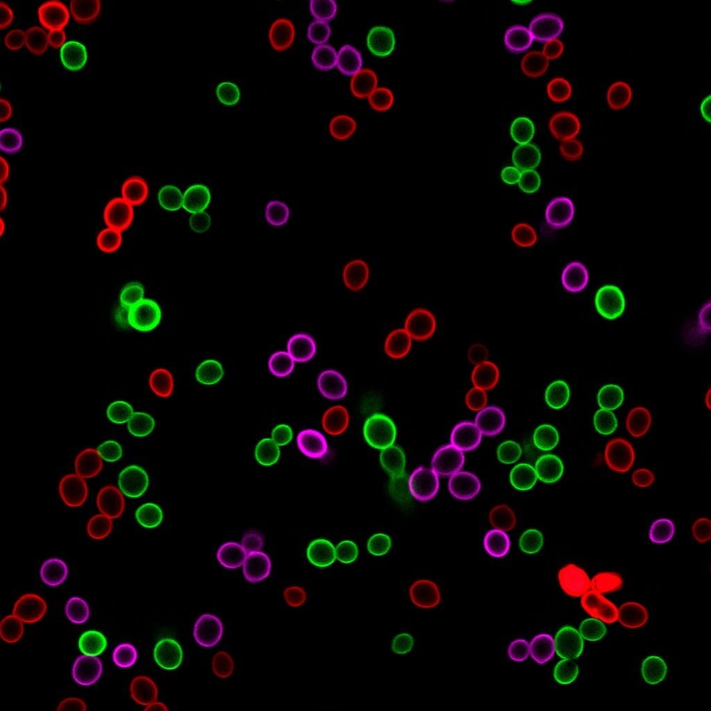 Membrane And Cell Surface Stains Comparison Biotium