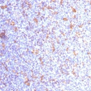Formalin-fixed paraffin-embedded human Tonsil stained with CD11c Mouse Monoclonal Antibody (ITGAX/1284).