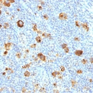 CD15 / FUT4 / Lewis-X Recombinant Monoclonal Rabbit Antibody (FUT4/1478R)